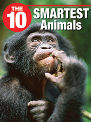 The 10 Smartest Animals - Rubicon, a Savvas Company The 10 Smartest Animals - Rubicon, a Savvas Company